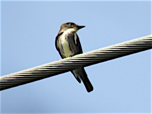 Olive-sided Flycatcher